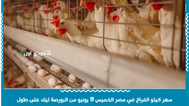 سعر كيلو الفراخ في مصر الخميس 19 يونيو من البورصة ليك على طول
